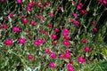 Flowers Lychnis Coronatum Royalty Free Stock Photo