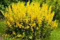 Flowers Lysimachia Punctata Grow In Garden. Royalty Free Stock Photo