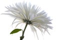 Flowers, Macro Chrysanthemum