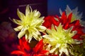 Flowers made of artificial materials in a pink bucket