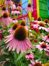 Flowers - Magic Fantasy Rainbow Coneflower Garden