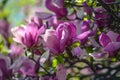 Flowers of magnolia in botanical garden