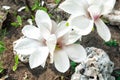 Flowers of Magnolia. Delicate spring flower. Arrival of spring. Close up Royalty Free Stock Photo