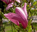 Flowers of a magnolia liliyetsvetny Magnolia liliiflora Desr.