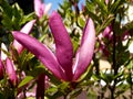 Flowers of a magnolia liliyetsvetny (Magnolia liliiflora Desr. )