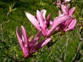 Flowers of a magnolia liliyetsvetny (Magnolia liliiflora Desr. )