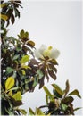 Flowers of magnolia in sping blossom