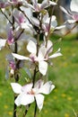 Flowers of a magnolia of Sulanzha Magnolia Ãâsoulangeana Soul. - Bod. close up Royalty Free Stock Photo