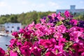 Flowers on the main street in Port Carling, Ontario