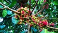 The Flowers of Malay Apple