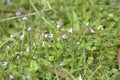 Flowers of Malaysian false pimpernel, Torenia crustacea Royalty Free Stock Photo