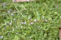 Flowers of Malaysian false pimpernel, Torenia crustacea Royalty Free Stock Photo