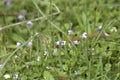 Flowers of Malaysian false pimpernel, Torenia crustacea Royalty Free Stock Photo