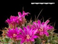 The Flowers of the Mammillaria Roseoalba Cactus Have Formed a Beautiful Crown On Top. Droplets Are Visible After Spraying.