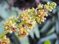 Flowers of Mango with some very young mango. Royalty Free Stock Photo