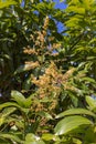 The flowers of the mango tree Royalty Free Stock Photo