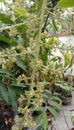 Flowers from a mango tree that will soon start to grow fruit