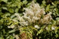 Flowers of a manna ash, Fraxinus ornus Royalty Free Stock Photo