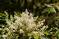 Flowers of a manna ash, Fraxinus ornus Royalty Free Stock Photo