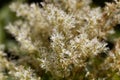 Flowers of a manna ash, Fraxinus ornus Royalty Free Stock Photo