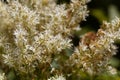 Flowers of a manna ash, Fraxinus ornus Royalty Free Stock Photo