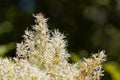 Flowers of a manna ash, Fraxinus ornus Royalty Free Stock Photo