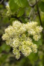 Flowers of Manna Ash Royalty Free Stock Photo