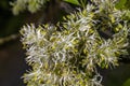 Flowers of Manna Ash Royalty Free Stock Photo