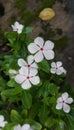 Flowers, many flowers, white flowers.