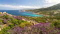 Flowers in the maquis at La Revellata near Calvi in Corsica