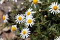 Flowers of the marguerite daisy species Argyranthemum adauctum