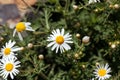 Flowers of the marguerite daisy species Argyranthemum adauctum