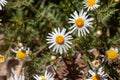 Flowers of the marguerite daisy species Argyranthemum adauctum