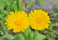 Flowers of marigold 6