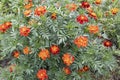 Flowers marigolds carmen in a flower bed Royalty Free Stock Photo