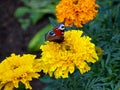 Flowers of marigolds close up. A butterfly sits on a flower, it collects nectar. Floral background with marigolds and butterfly.