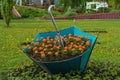 flowers marigolds in a flower bed umbrella Royalty Free Stock Photo