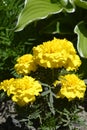 Flowers of marigolds during flowering. Beautiful flowering garden shrubs blooming in summer. Close-up yellow flower Royalty Free Stock Photo