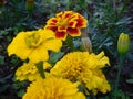 Yellow and variegated marigolds tagetes on a flower bed close-up in summer, floral background Royalty Free Stock Photo