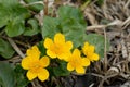 Flowers of Marsh marigolds (Caltha palustris)