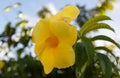 Flowers of Martinique. Yellow blossom. Exotic Flower on green bush. Blooming tropical garden detail. Royalty Free Stock Photo