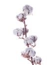 Flowers mature cotton