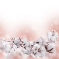 Flowers mature cotton Royalty Free Stock Photo