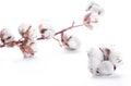 Flowers mature cotton Royalty Free Stock Photo