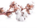 Flowers mature cotton Royalty Free Stock Photo