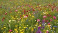 Flowers in May at Biblioteca degli Alberi, Milan, Italy Royalty Free Stock Photo