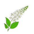 flowers of Mayday tree. Inflorescence of Panus padus or Bird cherry tree Royalty Free Stock Photo