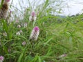 Flowers in the meadow, Celosia argentea flower, wild celosia argentea flower in India,