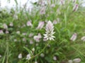 Flowers in the meadow, Celosia argentea flower, wild celosia argentea flower in India,