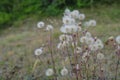 flowers in the meadow closeup. Fluffy wildflowers across green leaves close-up in the meadow. Natural background.